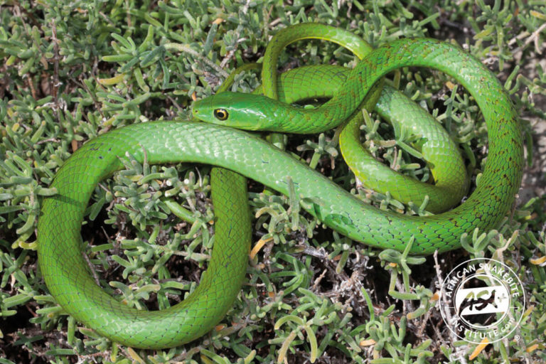 Eastern Natal Green Snake - African Snakebite Institute