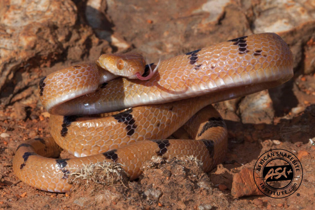 Eastern Tiger Snake - African Snakebite Institute