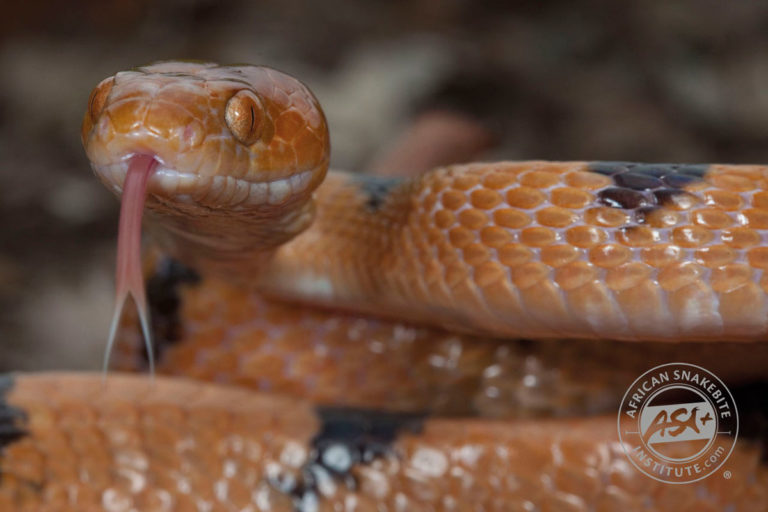 Eastern Tiger Snake - African Snakebite Institute