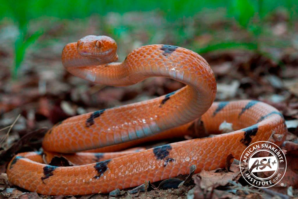 Eastern Tiger Snake - African Snakebite Institute