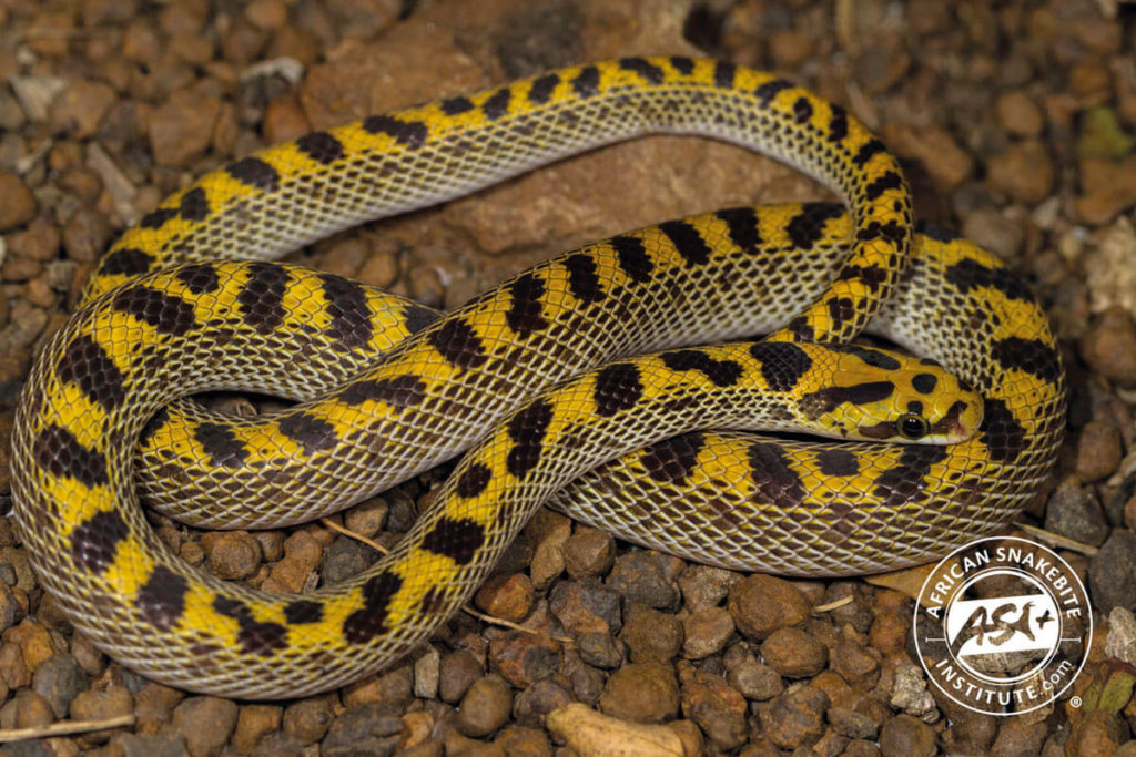 Fisk’s House Snake - African Snakebite Institute