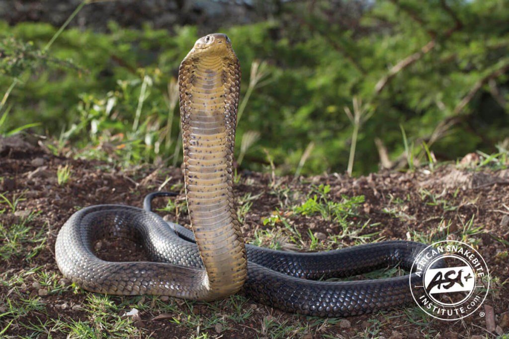 Forest Cobra - African Snakebite Institute