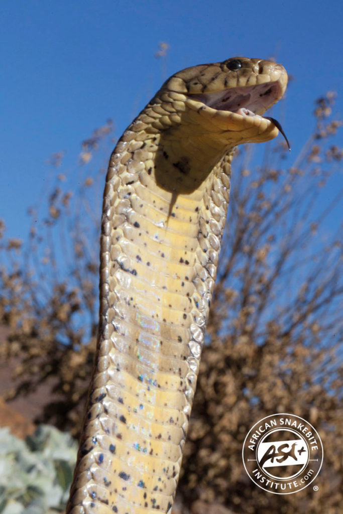 Brown Forest Cobra - African Snakebite Institute