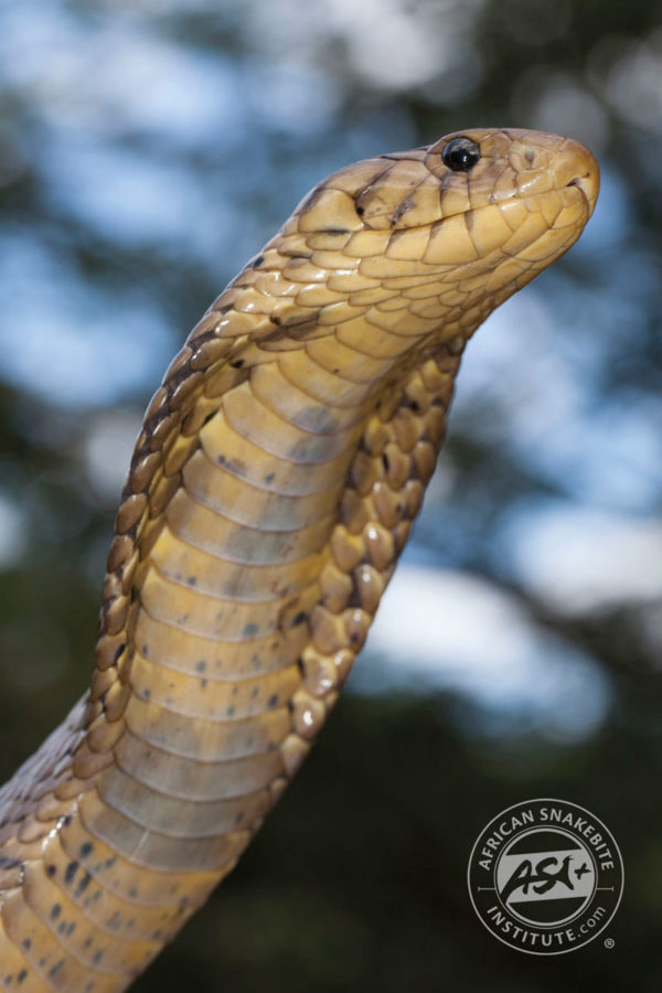 Forest Cobra - African Snakebite Institute