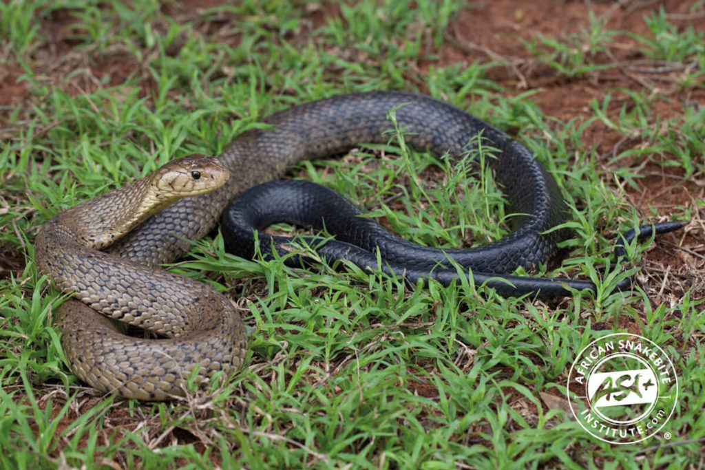 Brown Forest Cobra - African Snakebite Institute