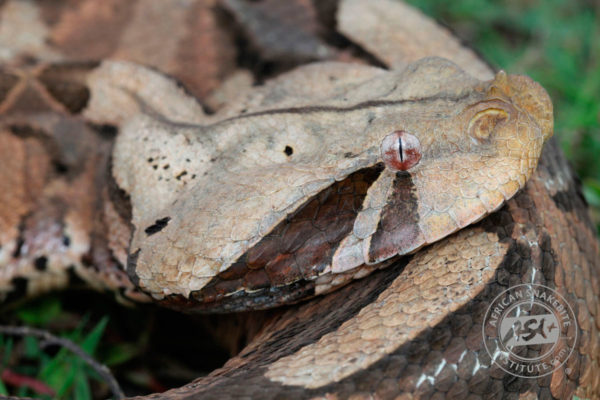 Gaboon Adder - African Snakebite Institute