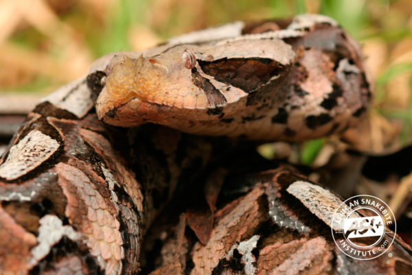 Gaboon Adder - African Snakebite Institute