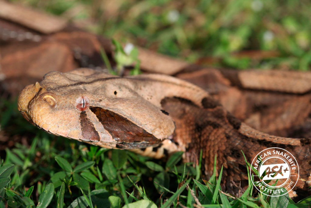 Gaboon Adder - African Snakebite Institute