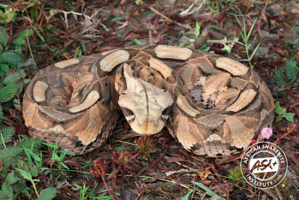 Gaboon Adder - African Snakebite Institute