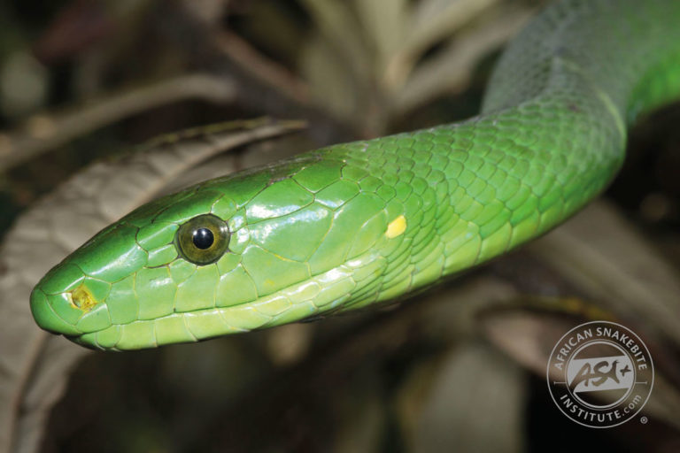 Green Mamba - African Snakebite Institute