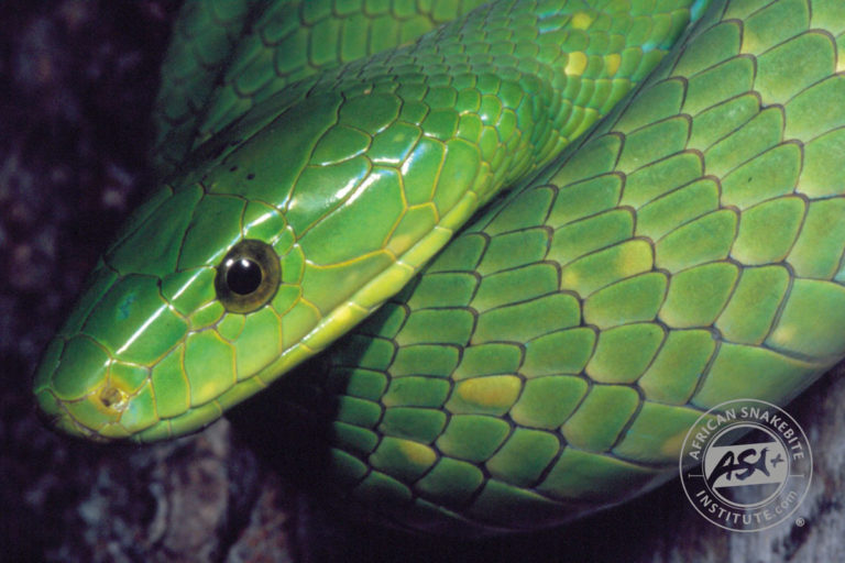 Green Mamba - African Snakebite Institute