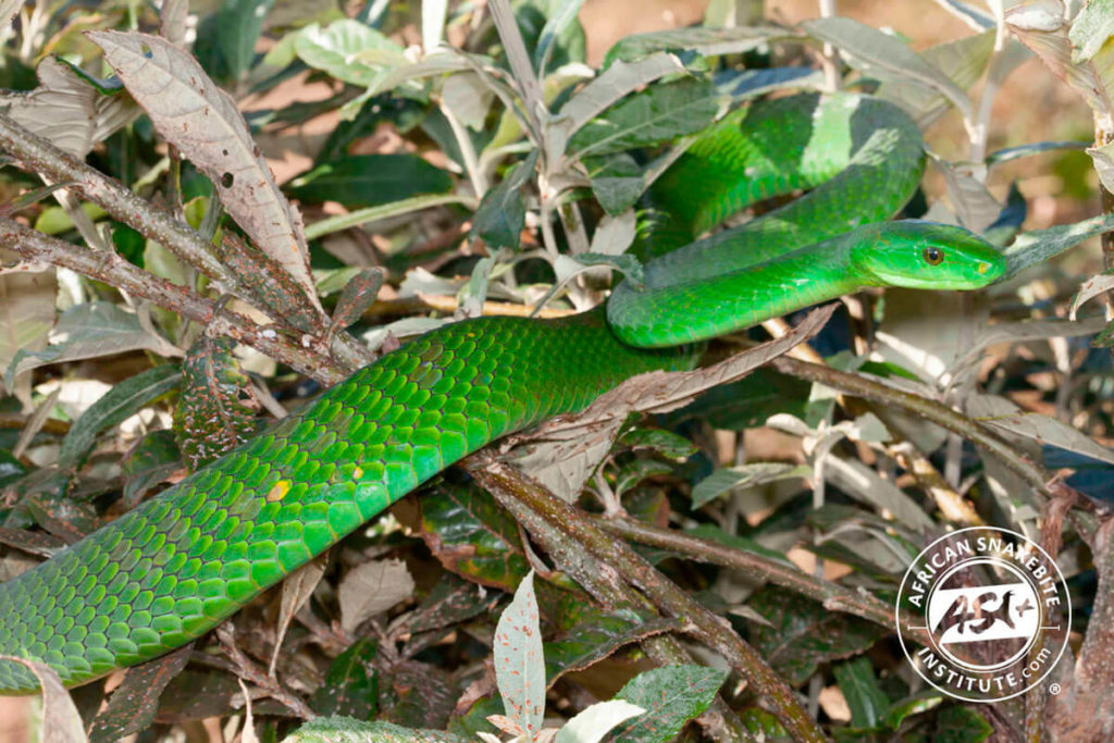 Eastern Green Mamba - African Snakebite Institute