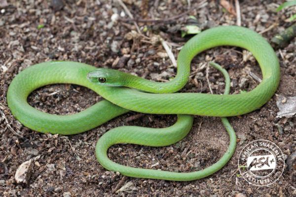 Green Water Snake - African Snakebite Institute