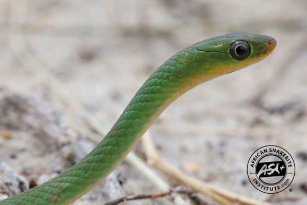 Green Water Snake - African Snakebite Institute