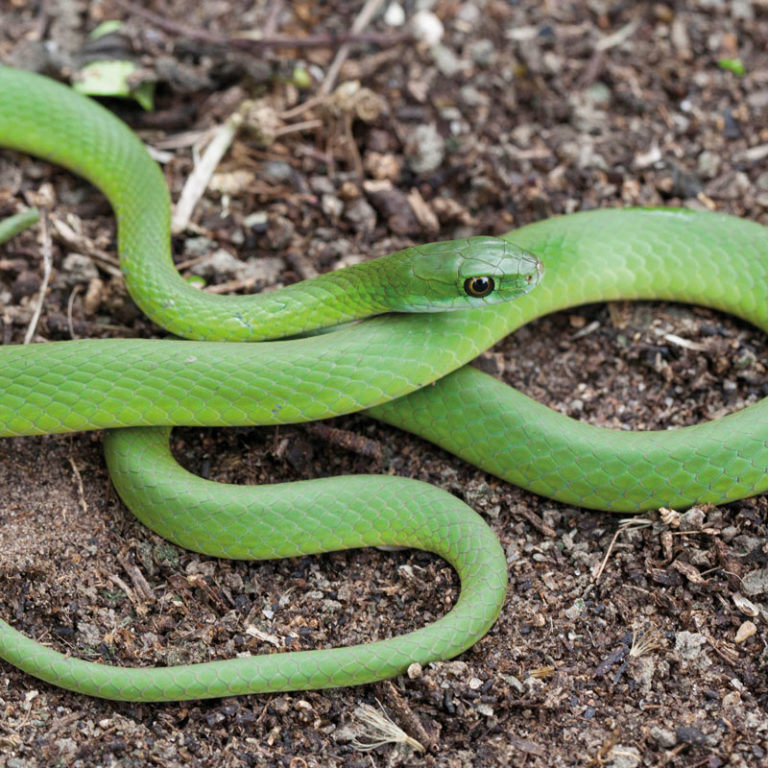 Green Water Snake African Snakebite Institute