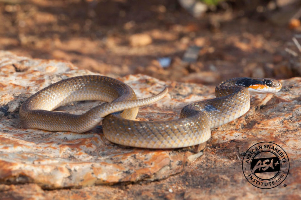 Herald Or Red-lipped Snake - African Snakebite Institute