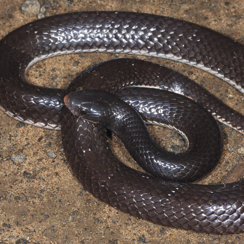 Highveld Garter Snake - African Snakebite Institute