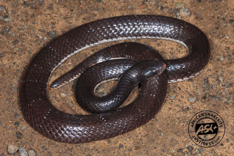 Highveld Garter Snake - African Snakebite Institute