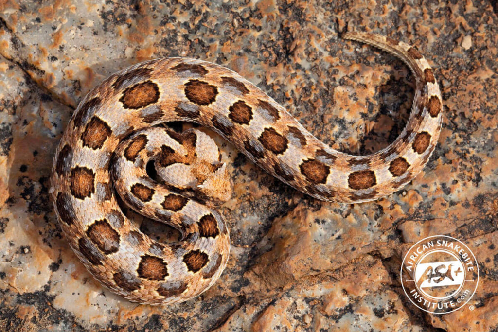 Horned Adder - African Snakebite Institute