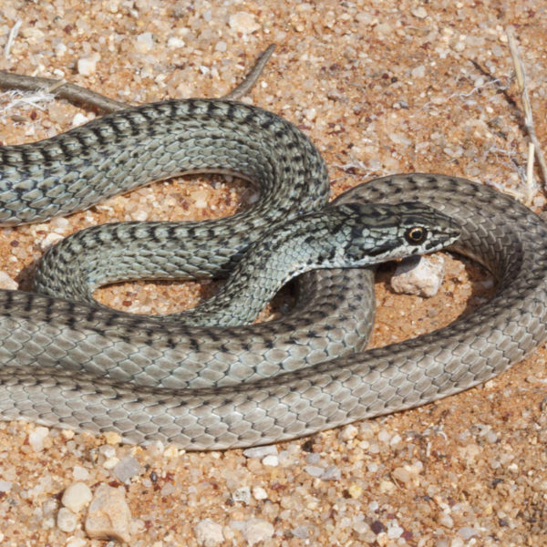 Karoo Sand Snake - African Snakebite Institute