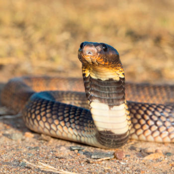 Kunene Coral Snake - African Snakebite Institute