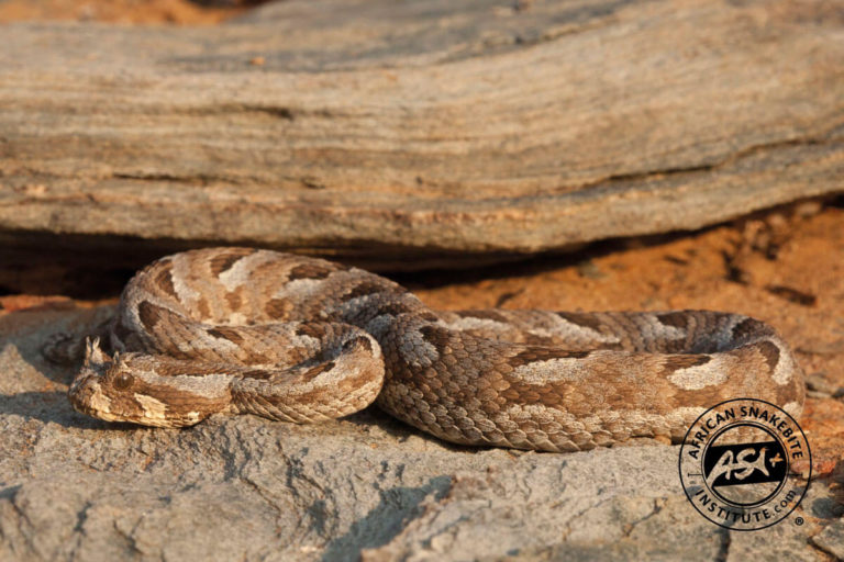 Many-horned Adder - African Snakebite Institute