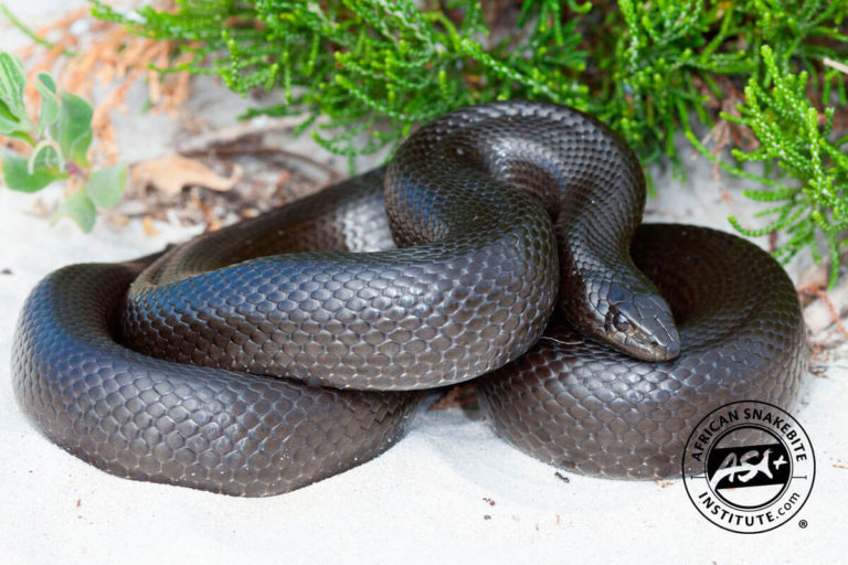 Mole Snake - African Snakebite Institute