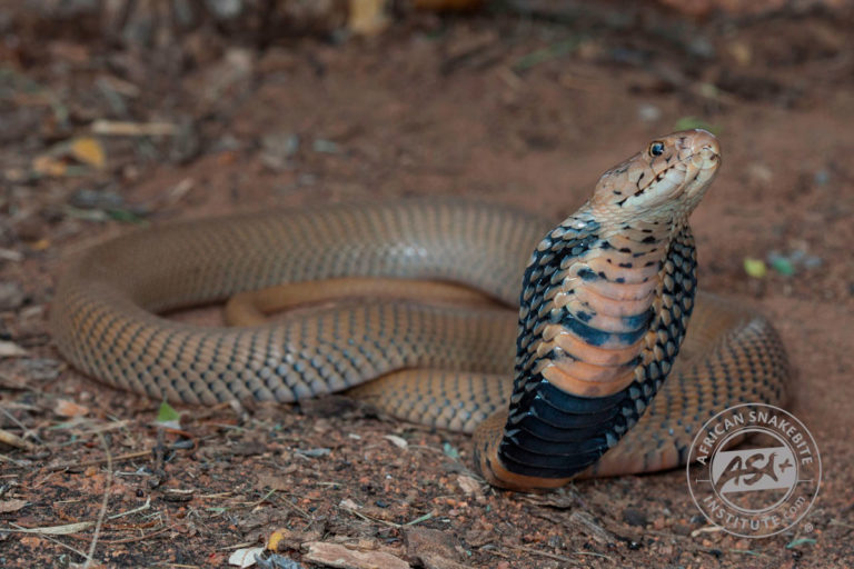 Mozambique Spitting Cobra - African Snakebite Institute