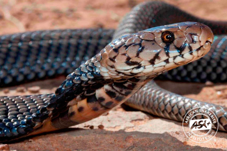 Mozambique Spitting Cobra - African Snakebite Institute