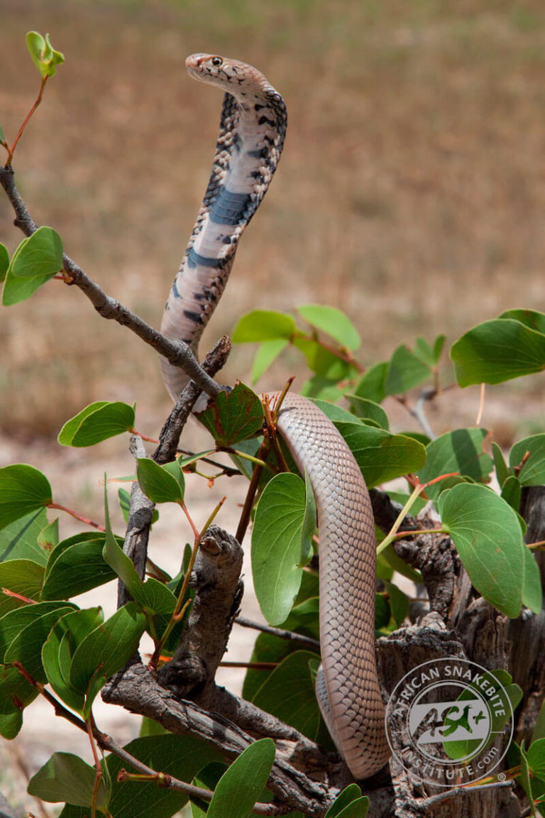 Mozambique Spitting Cobra - African Snakebite Institute