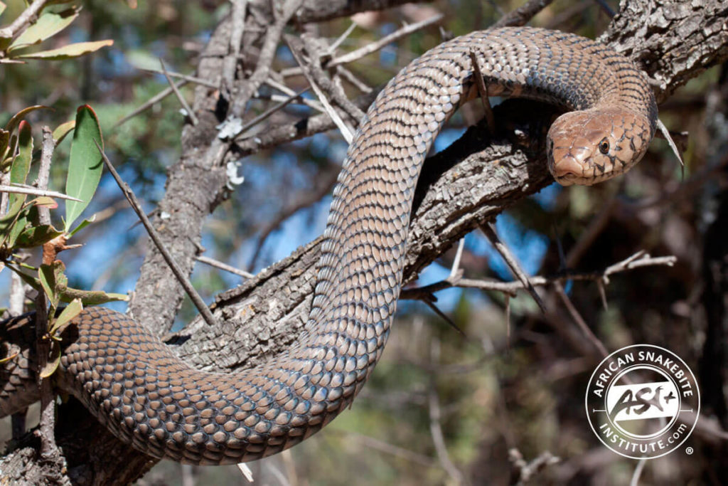 Mozambique Spitting Cobra - African Snakebite Institute