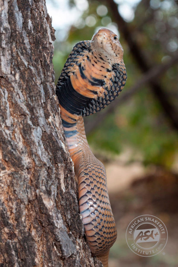 Mozambique Spitting Cobra - African Snakebite Institute