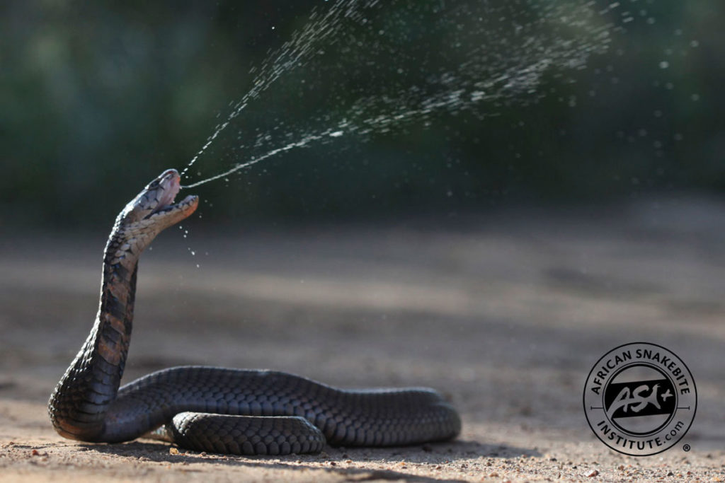 Mozambique Spitting Cobra - African Snakebite Institute