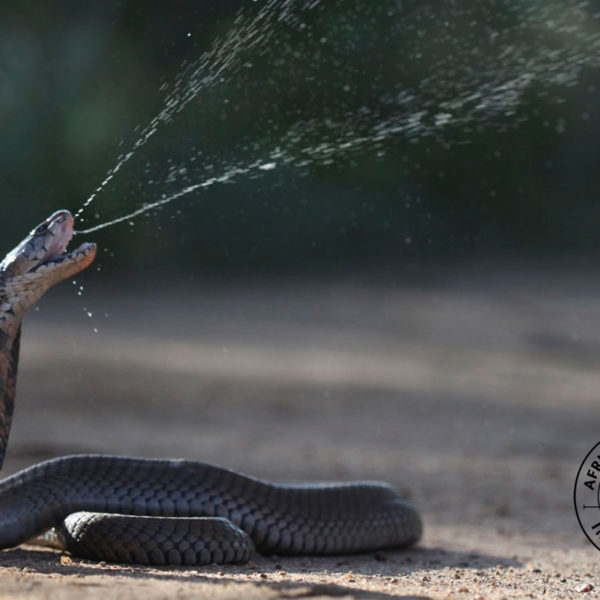 Snakebite in southern Africa - African Snakebite Institute