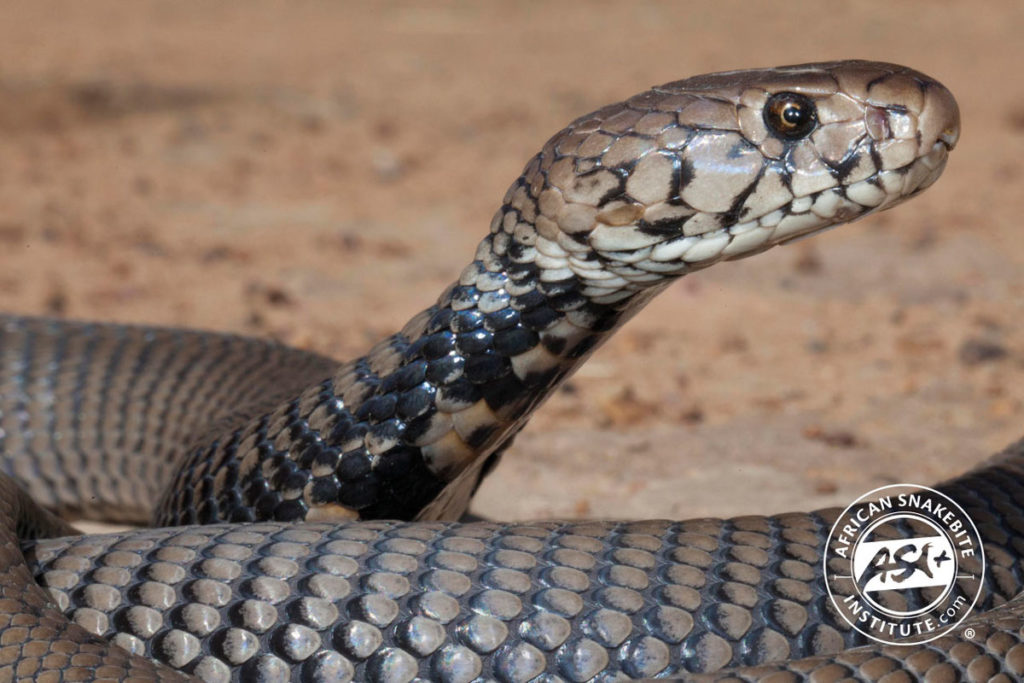 Mozambique Spitting Cobra - African Snakebite Institute