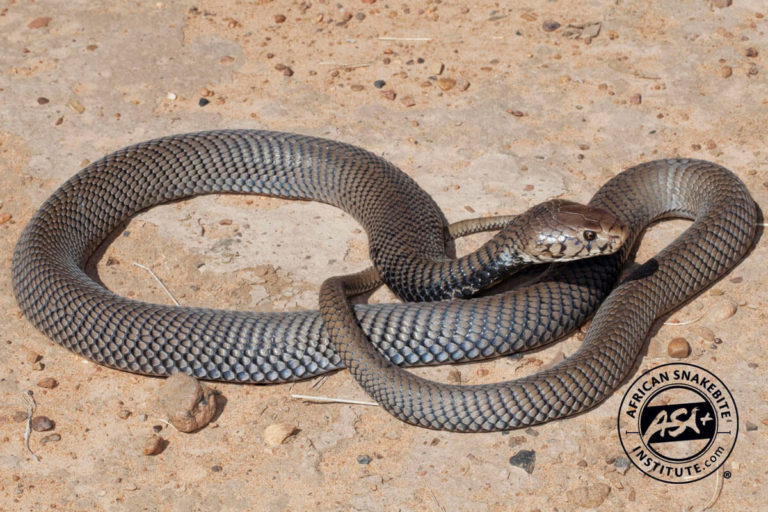 Mozambique Spitting Cobra - African Snakebite Institute