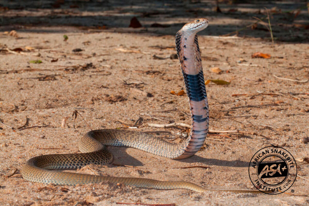 Mozambique Spitting Cobra - African Snakebite Institute