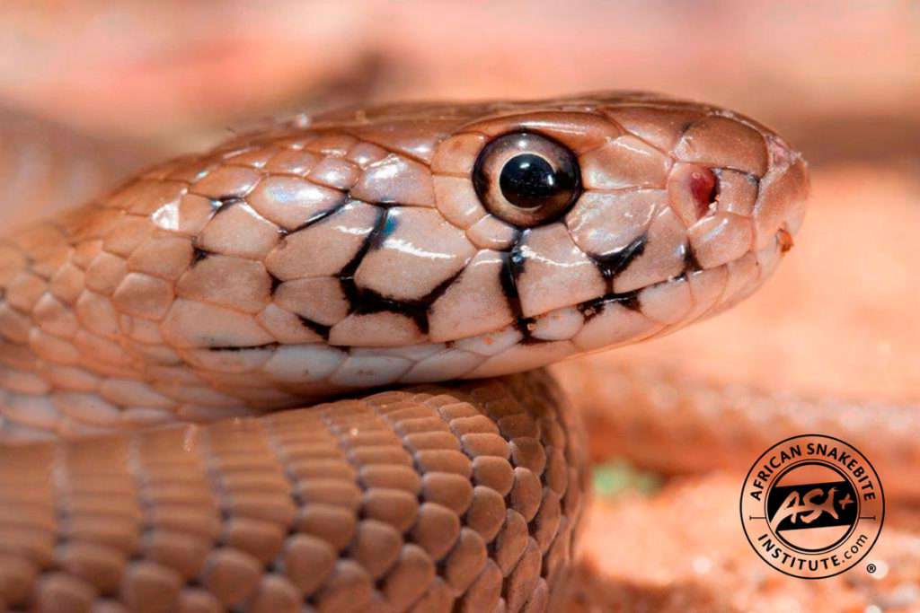 Mozambique Spitting Cobra - African Snakebite Institute