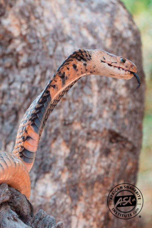 Mozambique Spitting Cobra - African Snakebite Institute