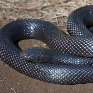 Natal Black Snake - African Snakebite Institute