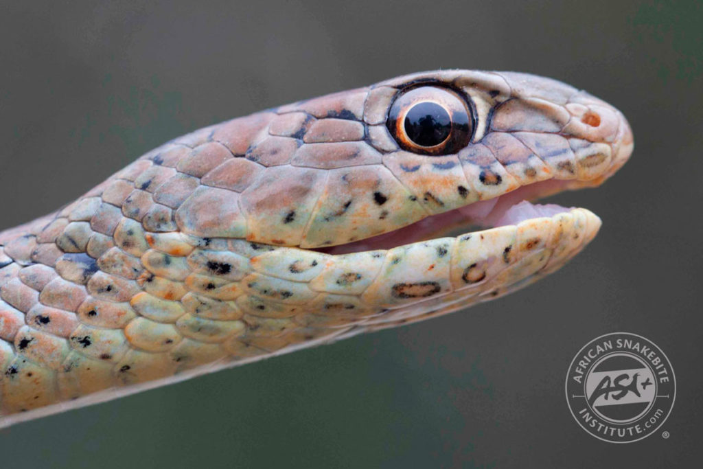 Olive Grass Snake - African Snakebite Institute