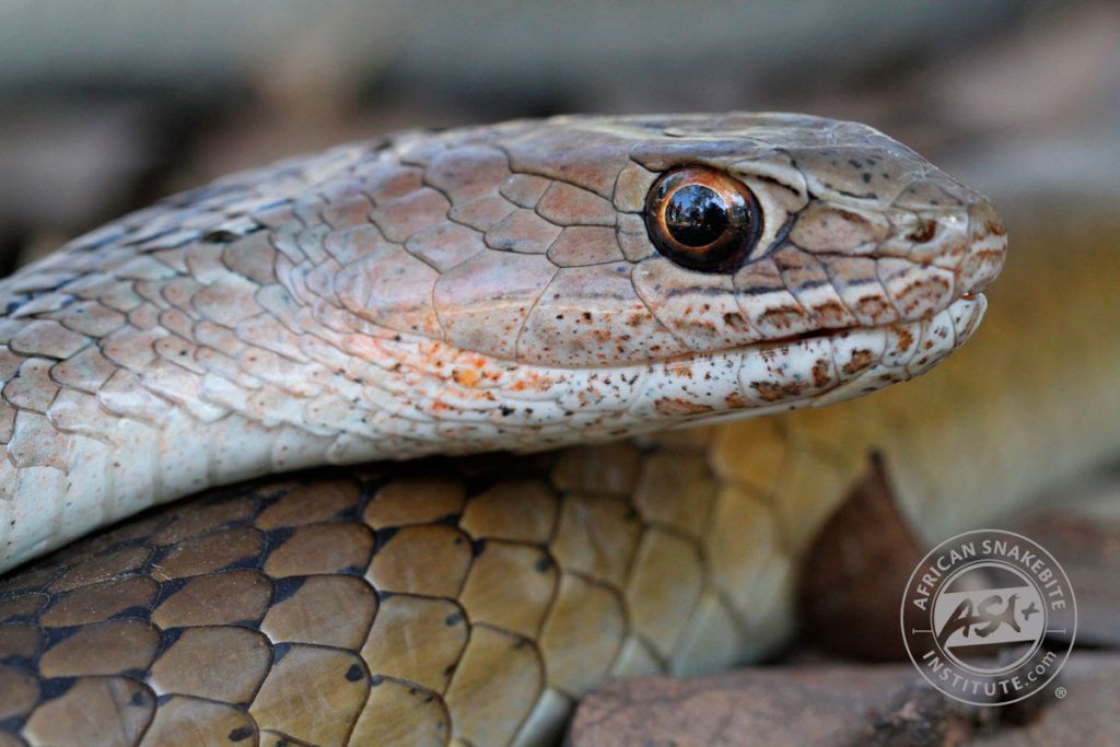 Olive Grass Snake - African Snakebite Institute