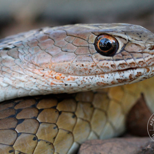 Snakes - African Snakebite Institute