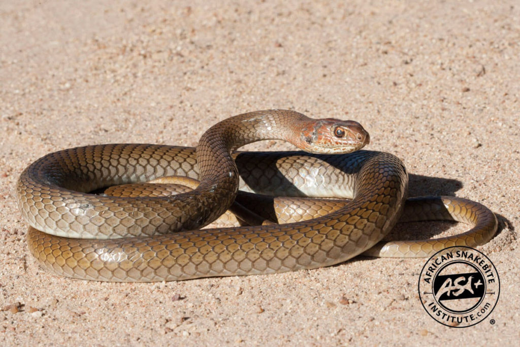 Olive Grass Snake - African Snakebite Institute