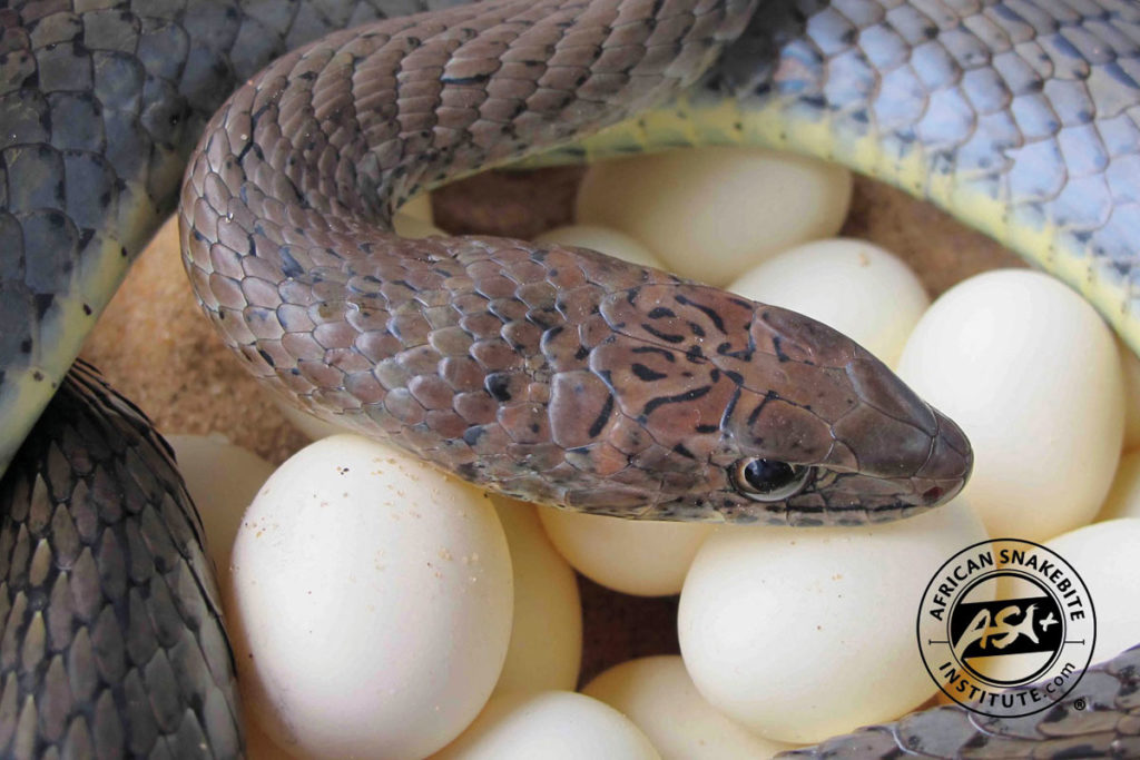 Olive Grass Snake - African Snakebite Institute