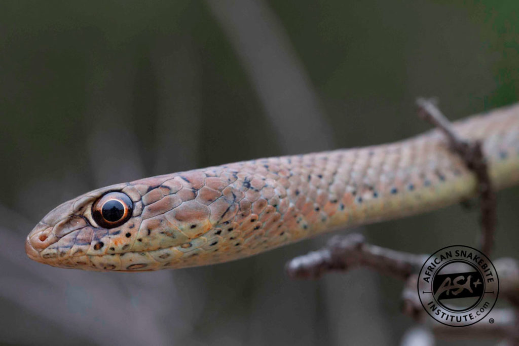 Olive Grass Snake - African Snakebite Institute