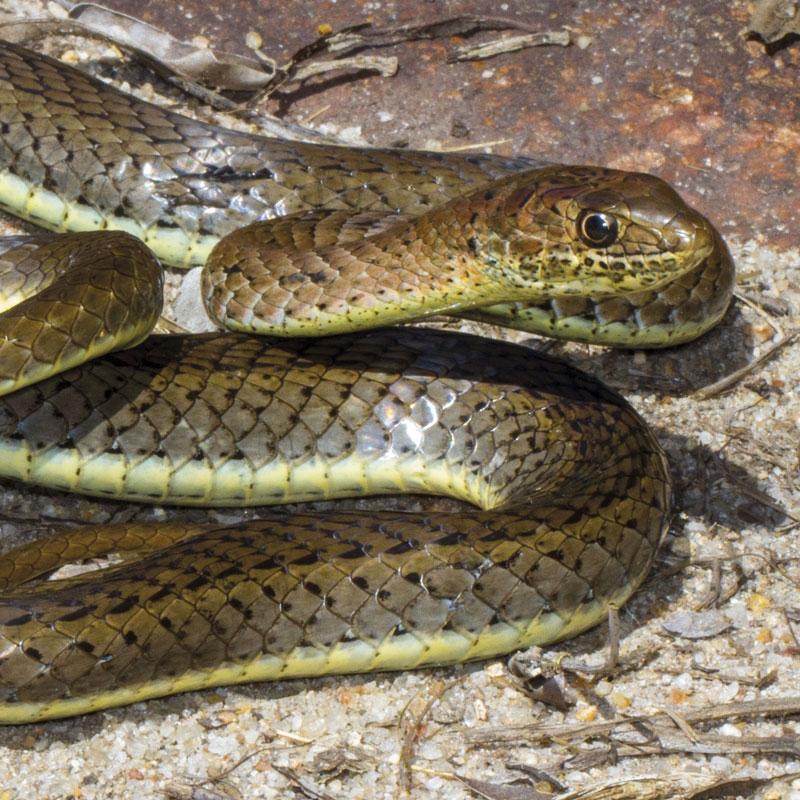 Olive Grass Snake - African Snakebite Institute