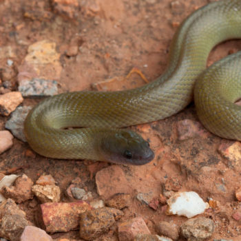 Olive Snake - African Snakebite Institute