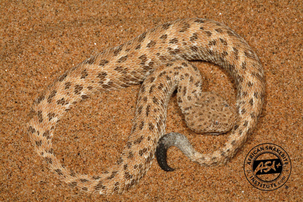 Péringuey’s Adder - African Snakebite Institute