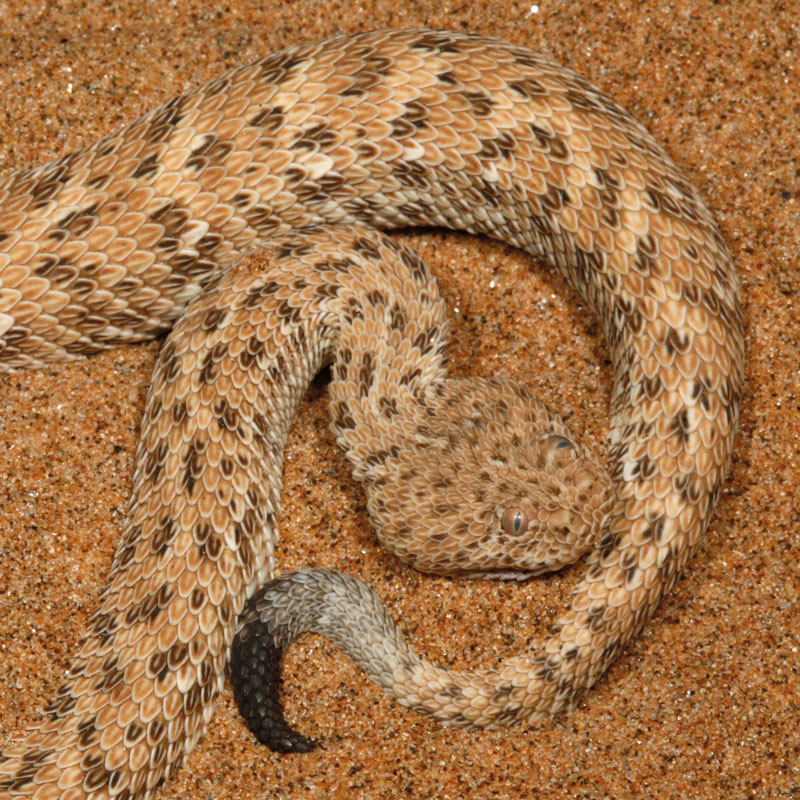 Péringuey’s Adder - African Snakebite Institute